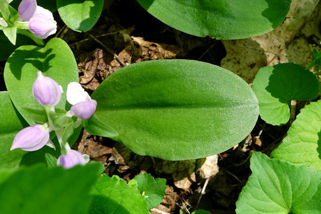 Galearis spectabilis - leaves