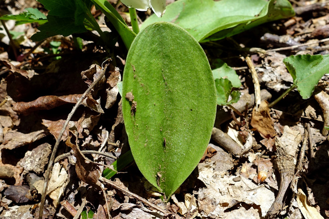 Galearis spectabilis - leaves