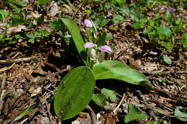 Galearis spectabilis - plant