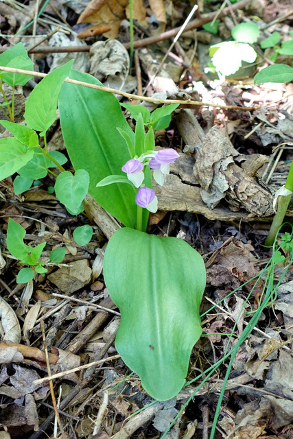 Galearis spectabilis - plant