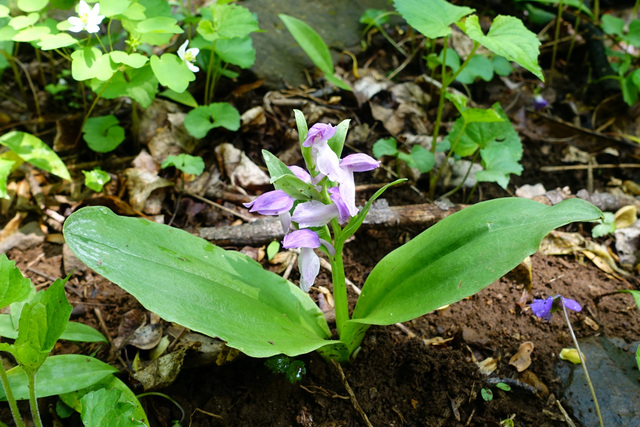 Galearis spectabilis - plant