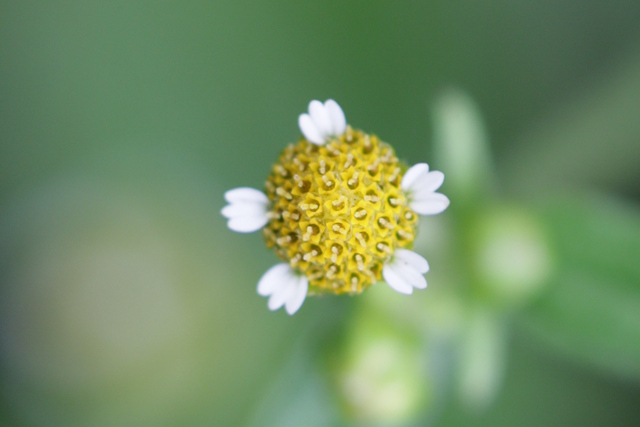 Galinsoga parviflora