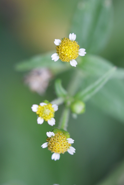 Galinsoga parviflora