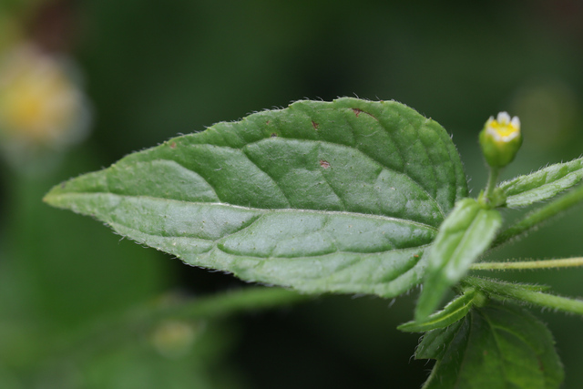 Galinsoga parviflora - leaves