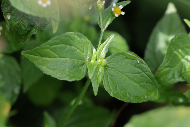 Galinsoga parviflora - leaves