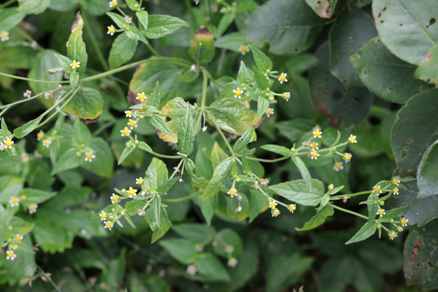 Galinsoga parviflora - plants