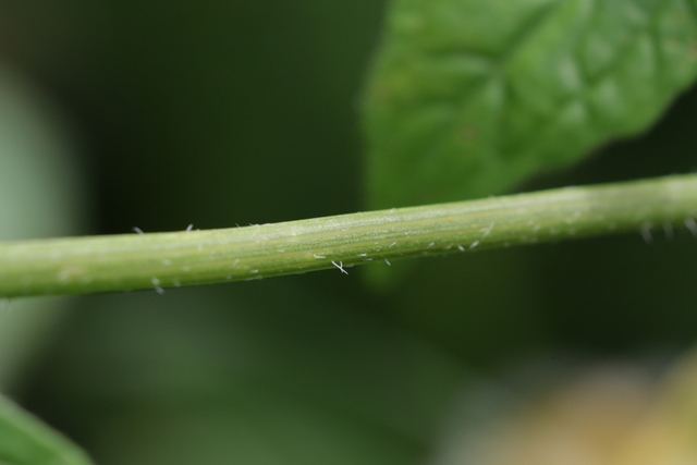 Galinsoga parviflora - stem