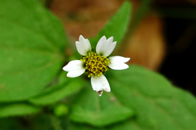 Galinsoga quadriradiata