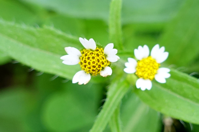 Galinsoga quadriradiata