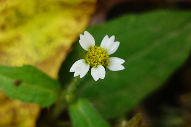 Galinsoga quadriradiata