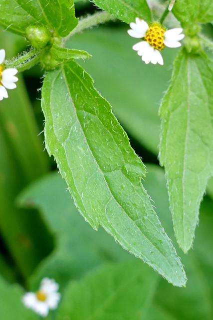 Galinsoga quadriradiata - leaves