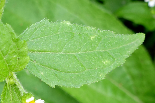 Galinsoga quadriradiata - leaves