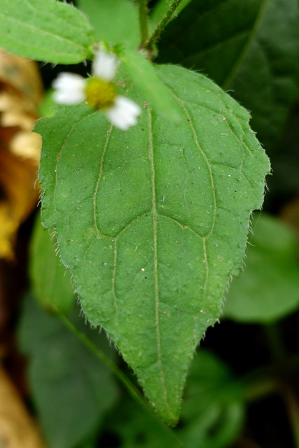 Galinsoga quadriradiata - leaves