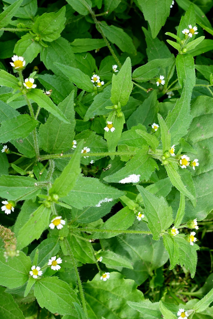 Galinsoga quadriradiata - plants