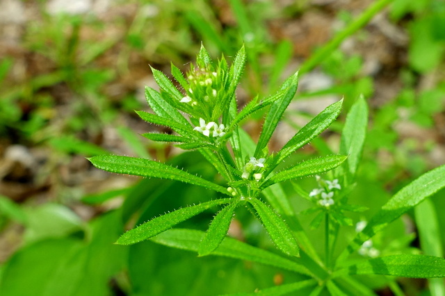 Galium aparine