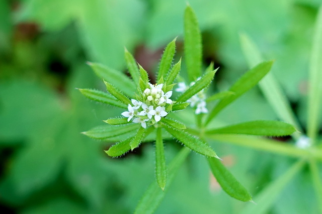 Galium aparine