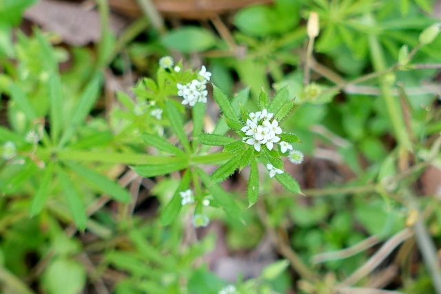 Galium aparine