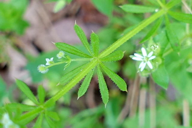 Galium aparine - leaves