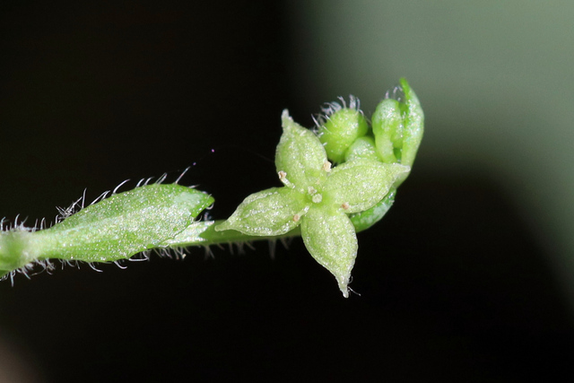 Galium circaezans