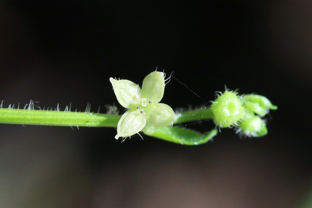 Galium circaezans