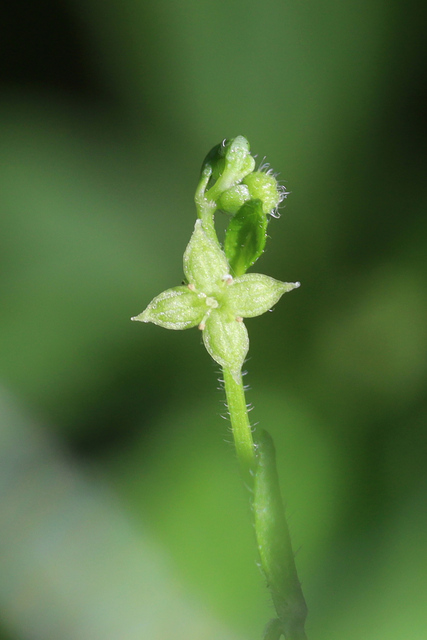 Galium circaezans