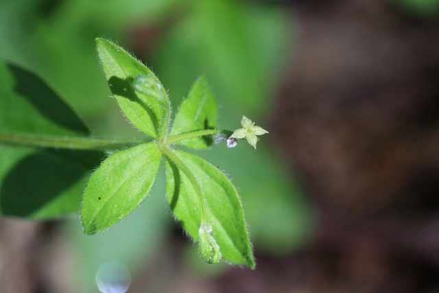 Galium circaezans