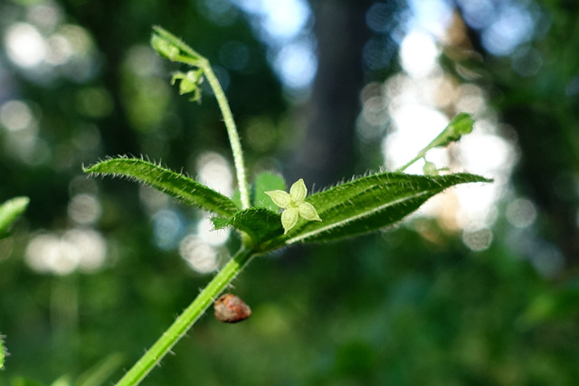 Galium circaezans