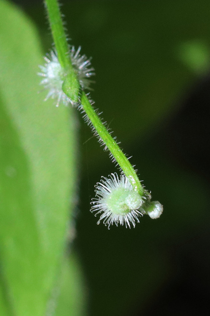 Galium circaezans - fruit