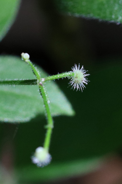 Galium circaezans - fruit