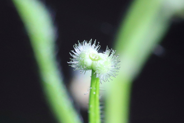 Galium circaezans - fruit