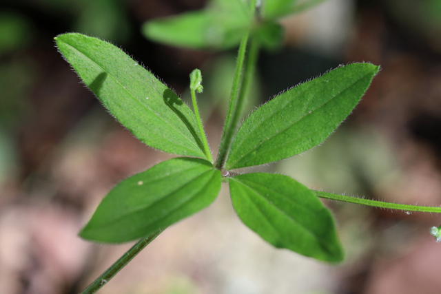 Galium circaezans - leaves