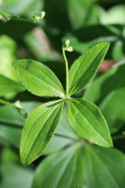 Galium circaezans - leaves