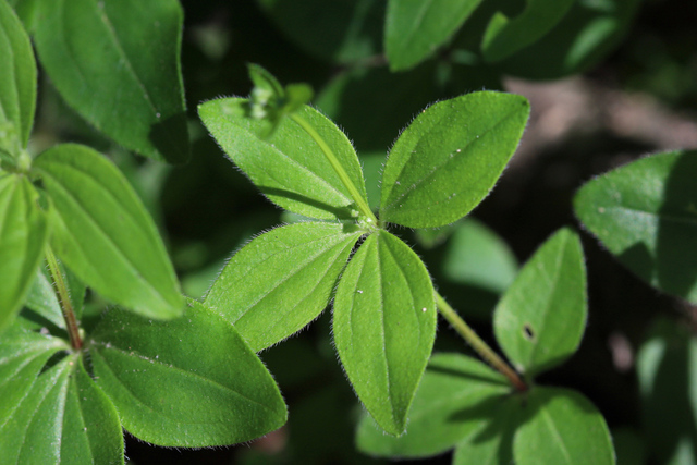 Galium circaezans - leaves