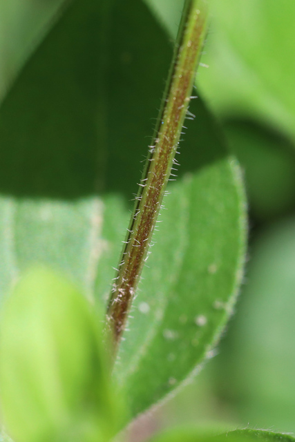 Galium circaezans - stem