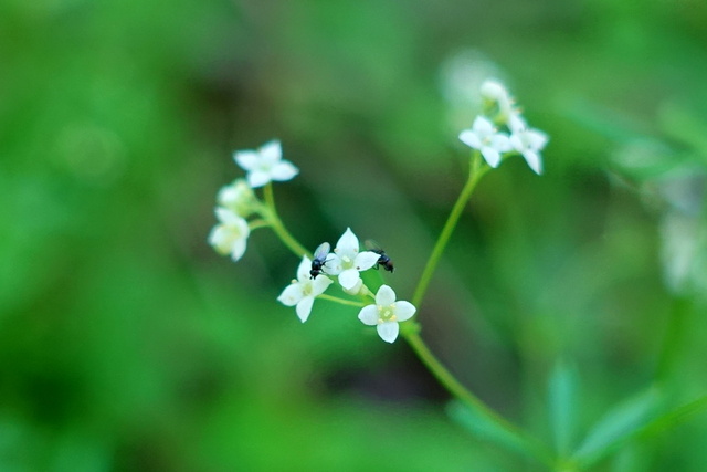 Galium concinnum