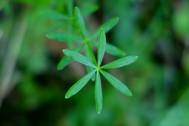 Galium concinnum - leaves