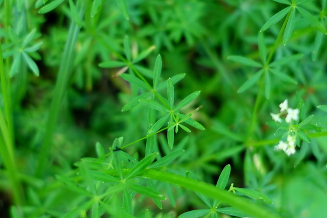 Galium concinnum - leaves