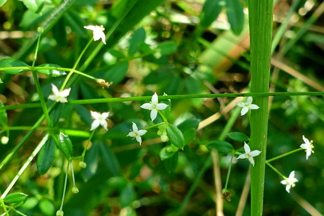 Galium mollugo