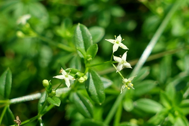 Galium mollugo