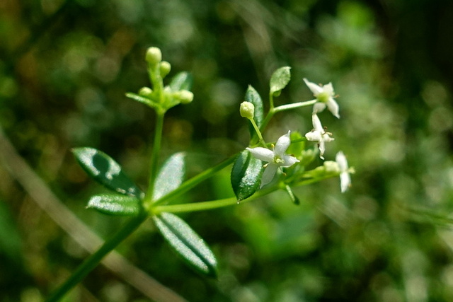 Galium mollugo