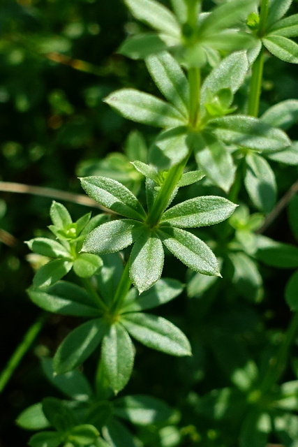 Galium mollugo - leaves