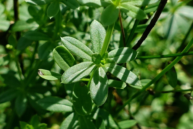 Galium mollugo - leaves