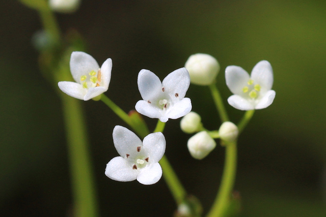 Galium obtusum