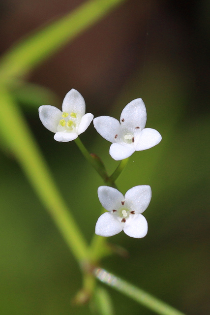 Galium obtusum