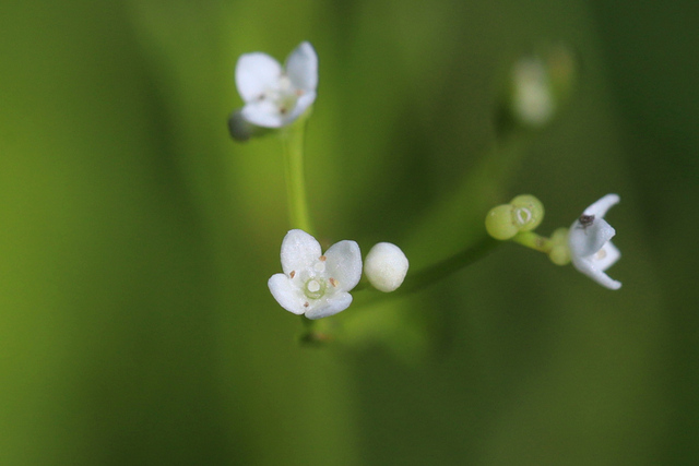 Galium obtusum