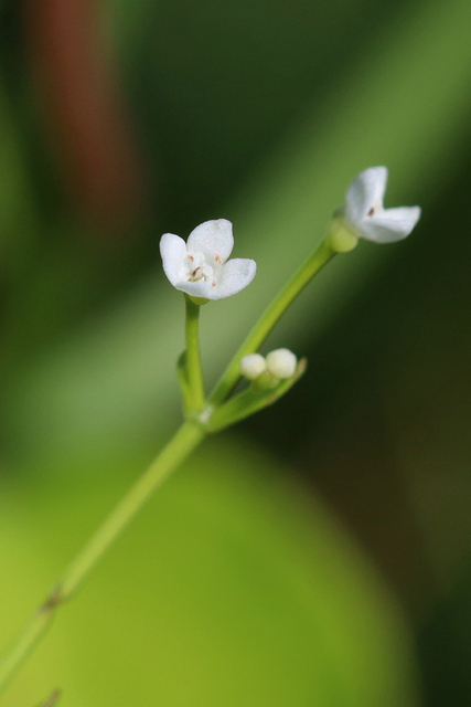 Galium obtusum