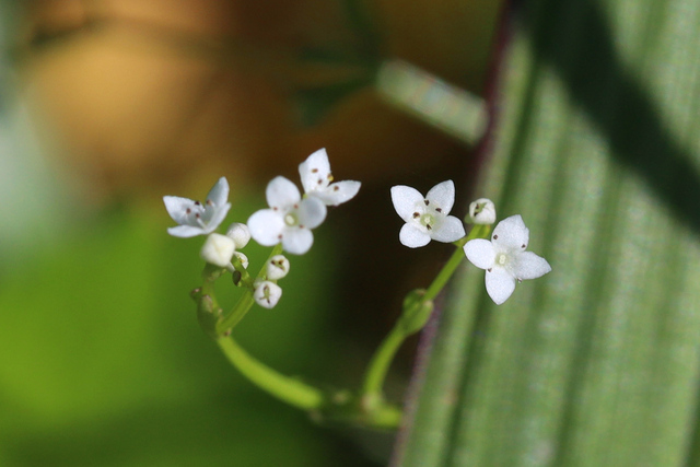 Galium obtusum