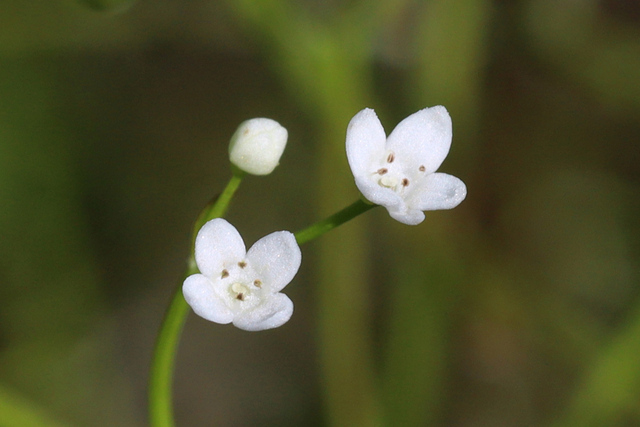 Galium obtusum