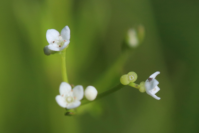 Galium obtusum