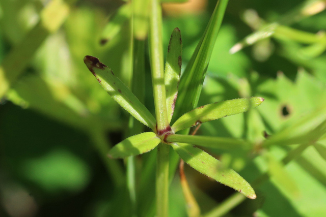 Galium obtusum - leaves